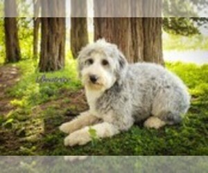 Mother of the Sheepadoodle puppies born on 04/30/2019