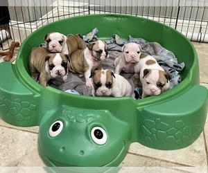 English Bulldog Puppy for sale in LINDALE, TX, USA