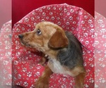 Small #4 Yorkshire Terrier