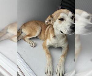 Labrador Retriever-Unknown Mix Dogs for adoption in Houston, TX, USA