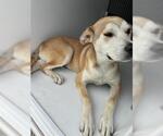 Small Labrador Retriever Mix