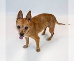 Small #4 Chihuahua