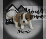 Small #10 Cavalier King Charles Spaniel