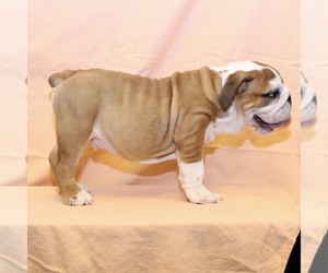 Bulldog Puppy for sale in LITTLE ELM, TX, USA