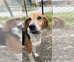 Small #4 Beagle Mix