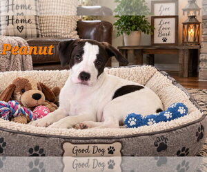 American Pit Bull Terrier Dogs for adoption in Southbury, CT, USA
