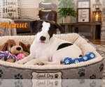 Peanut ~ meet me! - Male American Pit Bull Terrier Dog for Adoption - Small photo