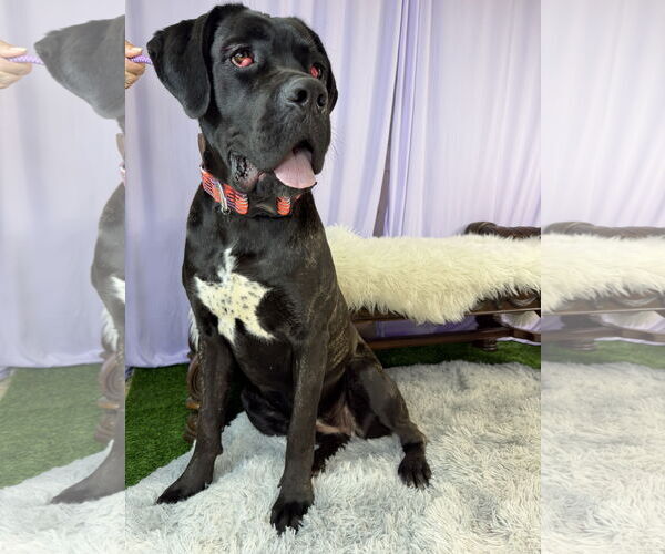 Medium Photo #1 Mutt Puppy For Sale in Goodyear, AZ, USA