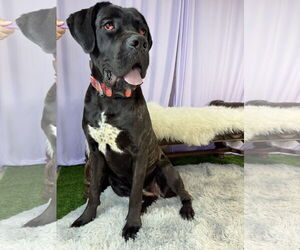 Mutt Dogs for adoption in Goodyear, AZ, USA