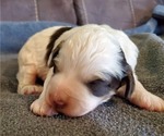 Small #4 Bernedoodle (Miniature)