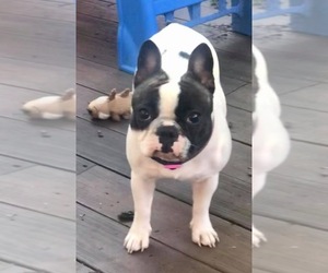 Mother of the French Bulldog puppies born on 07/01/2019