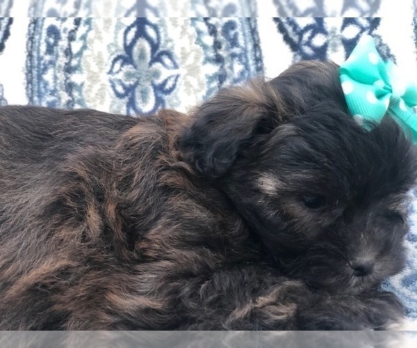 Medium Photo #4 Shih-Poo Puppy For Sale in LAKELAND, FL, USA