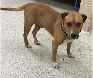 Mastiff-Unknown Mix Dogs for adoption in Conroe, TX, USA