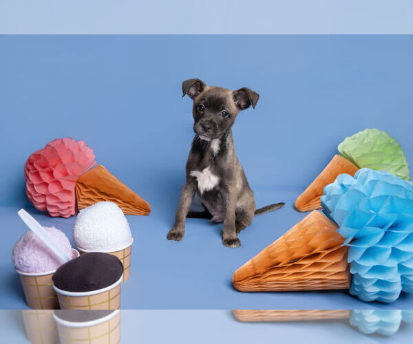 Medium Photo #6 Chihuahua-Unknown Mix Puppy For Sale in McKinney, TX, USA