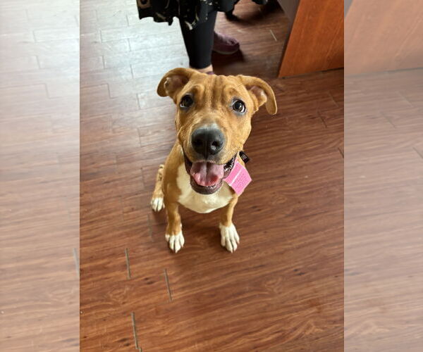 Medium Photo #2 Boxer-Unknown Mix Puppy For Sale in Minneapolis, MN, USA