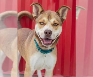Siberian Husky-Unknown Mix Dogs for adoption in Tracy, CA, USA