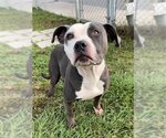 Small #1 Staffordshire Bull Terrier