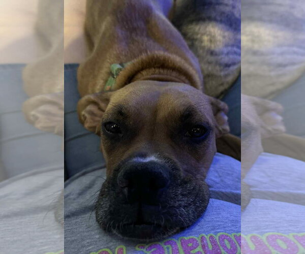 Medium Photo #10 Boxer Puppy For Sale in Burnsville, MN, USA