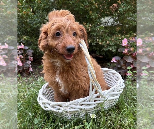 Medium Photo #3 Goldendoodle (Miniature) Puppy For Sale in MIDDLEBURY, IN, USA