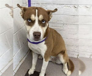 Siberian Husky-Unknown Mix Dogs for adoption in San Bernardino, CA, USA