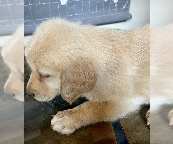 Medium Photo #2 Golden Retriever Puppy For Sale in NEOSHO, MO, USA