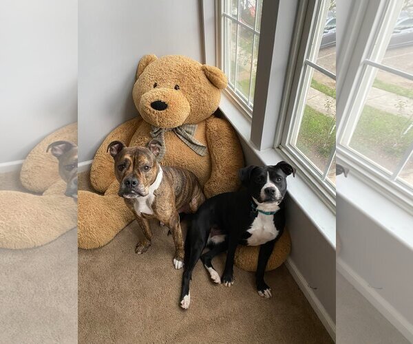 Medium Photo #10 Border Collie-Unknown Mix Puppy For Sale in Spotsylvania, VA, USA