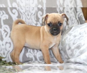 Jack Russell Terrier-Unknown Mix Puppy for sale in SHILOH, OH, USA