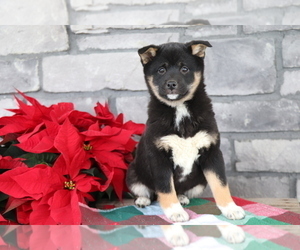 Shiba Inu Puppy for sale in SHILOH, OH, USA