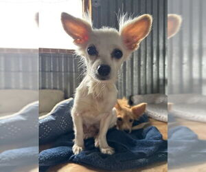 Mutt Dogs for adoption in Williamsburg, NM, USA