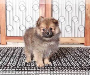 Pomeranian Puppy for sale in NAPLES, FL, USA