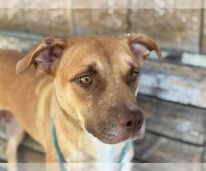 American Pit Bull Terrier-Unknown Mix Dogs for adoption in Tulsa, OK, USA