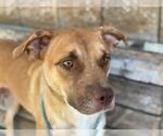 Small American Pit Bull Terrier Mix