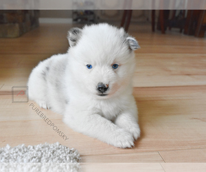 Pomsky Puppy for sale in KANSAS CITY, MO, USA