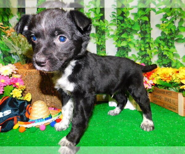 Medium Photo #7 Border Collie Puppy For Sale in HAMMOND, IN, USA