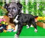 Small Photo #7 Border Collie Puppy For Sale in HAMMOND, IN, USA