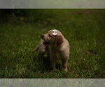 Small Photo #7 Golden Retriever Puppy For Sale in FOUR OAKS, NC, USA