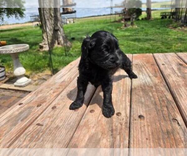 Medium Photo #3 Goldendoodle Puppy For Sale in LEON, KS, USA
