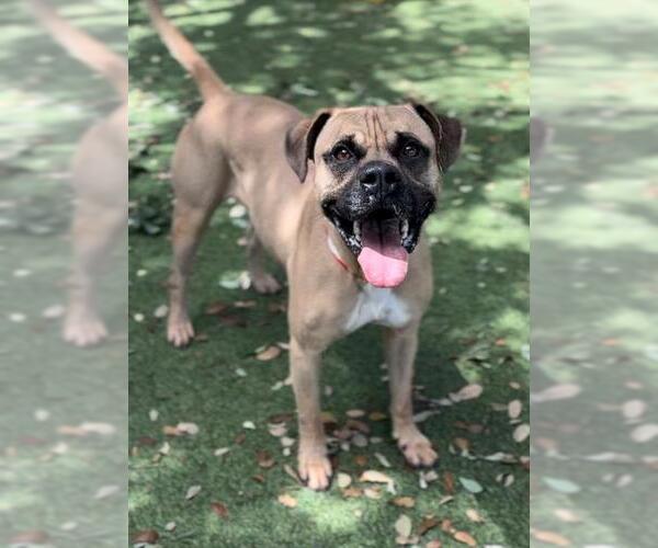 Medium Photo #1 Boxer-Unknown Mix Puppy For Sale in San Antonio, TX, USA