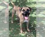 Small Boxer Mix