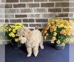 Small Photo #28 Poodle (Toy) Puppy For Sale in LONG GROVE, IL, USA