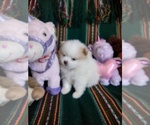 Small Photo #4 Pomeranian Puppy For Sale in VERNON, FL, USA