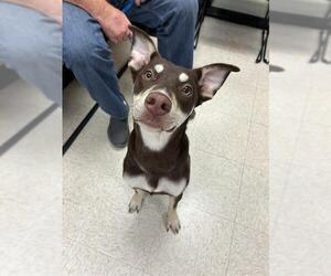 Siberian Husky Dogs for adoption in Sugar Land, TX, USA