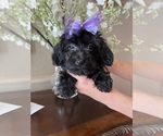 Small Photo #1 Poodle (Toy)-Yorkshire Terrier Mix Puppy For Sale in SARASOTA, FL, USA