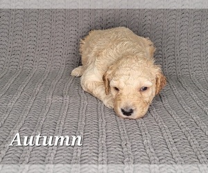 Goldendoodle Puppy for sale in SLIDELL, LA, USA