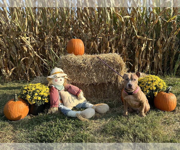 Medium Photo #4 Mutt Puppy For Sale in Evansville, IN, USA