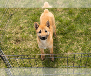 Shiba Inu Puppy for sale in MILLERSBURG, IN, USA