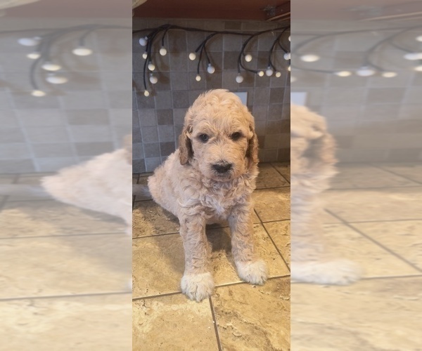 Medium Photo #11 Goldendoodle Puppy For Sale in HOUSEVILLE, NY, USA