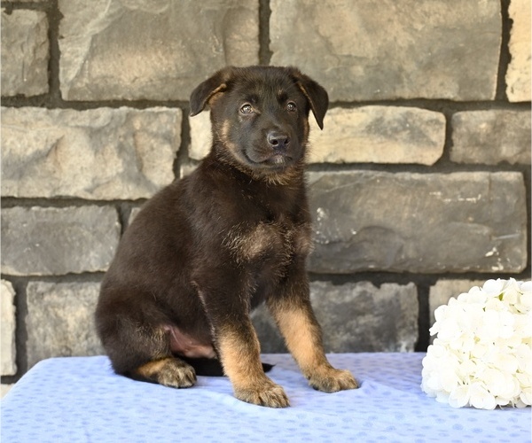Medium Photo #2 German Shepherd Dog Puppy For Sale in MILLERSBURG, OH, USA