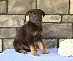 Small #1 German Shepherd Dog