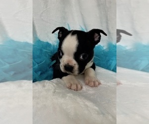 Boston Terrier Puppy for sale in CRKD RVR RNCH, OR, USA